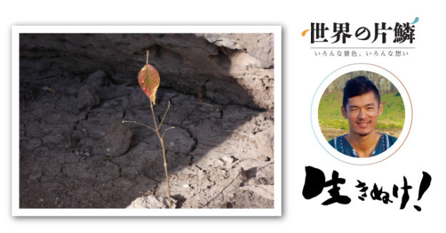 【世界の片鱗】小さな木（メキシコ／ユカタン半島）