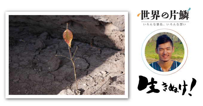 【世界の片鱗】小さな木（メキシコ／ユカタン半島）